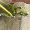 big agnes c bar 3 person tent 3